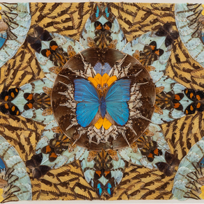 Composición creada por orlas de diferentes mariposas de la segunda mitad del siglo XX